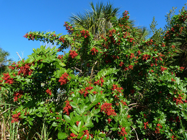 6506642197_a6d54f2037_z